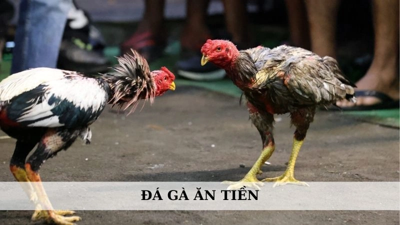 Đá gà ăn tiền