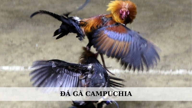 Đá gà Campuchia