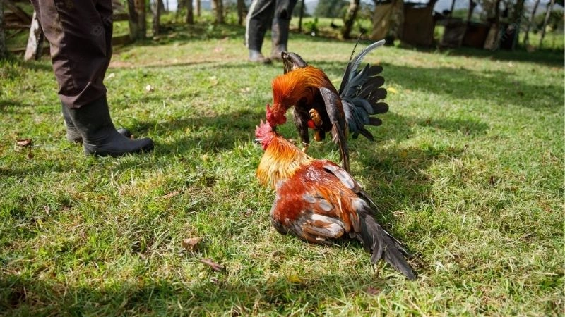 Trải nghiệm cá độ đá gà cùng nhà cái Kimsa