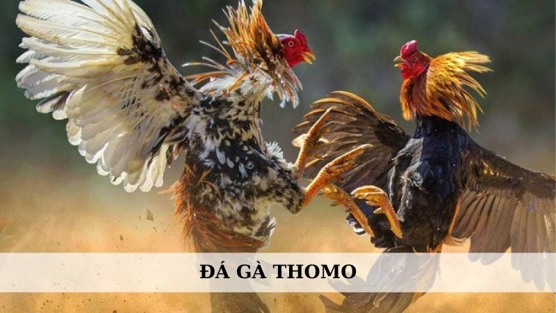 Đá gà Thomo