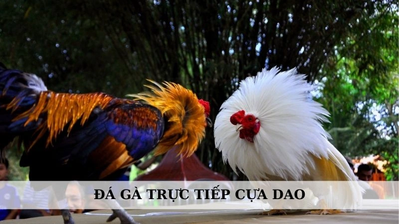 Đá gà trực tiếp cựa dao